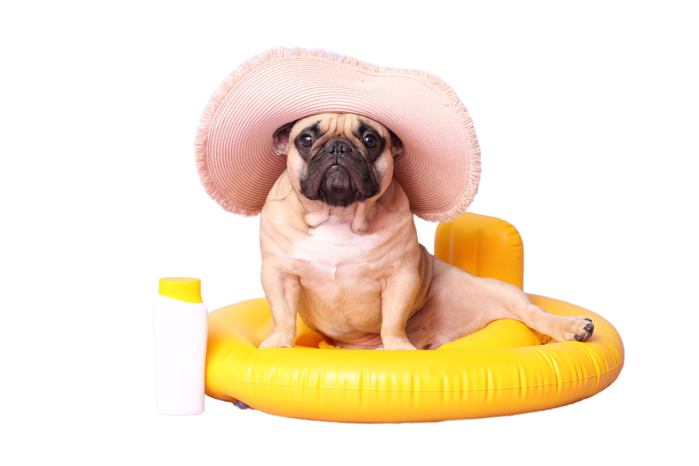 frenchie with sunscreen